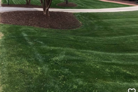 Pro Tips for Planning Spring Lawn Fertilization and Weed Control
