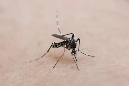 Mosquito Control